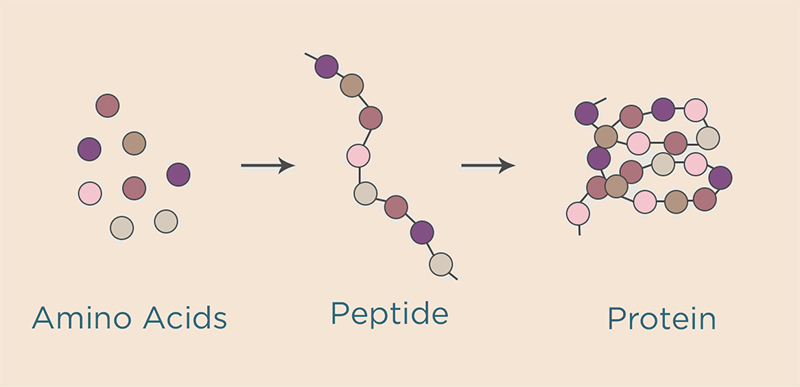 what-is-it-peptieds